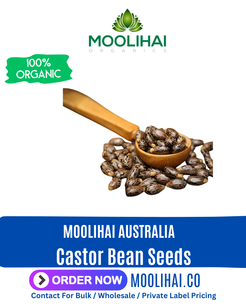 Castor Bean Seeds (Ricinus communis)