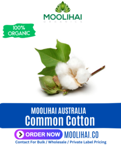 Common Cotton | Gossypium Hirsutum | Dried Paruthi | Eriophorum angustifolium