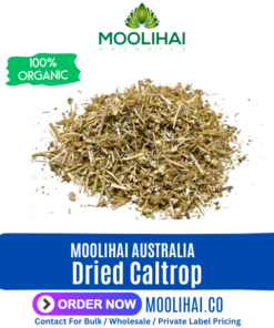 Dried Caltrop | Tribulus Terrestris | Large Caltrops | Puncture Vine | Nerunji mull