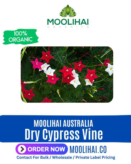 Dry Cypress Vine | Ipomoea Quamoclit | Kamlata | Mayilmannikkam
