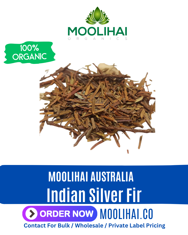 Indian Silver Fir | Abies Webbiana | Thalisapathiri Powder