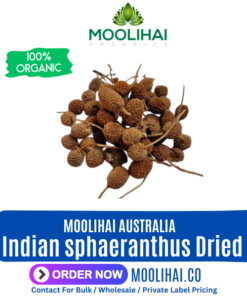 Indian sphaeranthus Dried | Sphaeranthus indicus | Kottai karantai