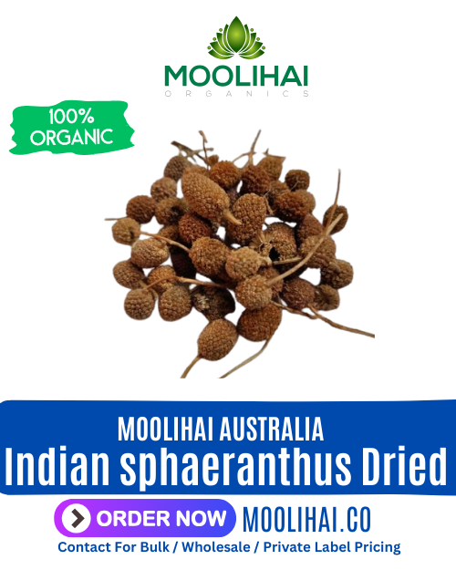 Indian sphaeranthus Dried | Sphaeranthus indicus | Kottai karantai