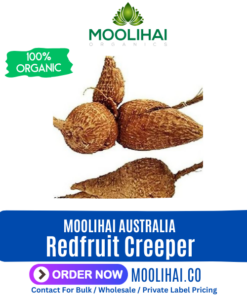 Redfruit Creeper / Akasa Garudan Kilangu