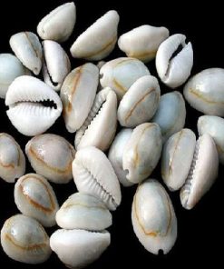 Seashells