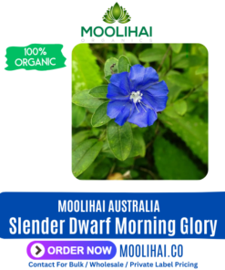 Slender Dwarf Morning Glory / Vishnu Kiranthi