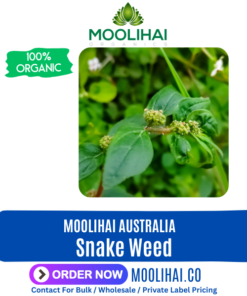 Snake Weed / Amman Pacharisi