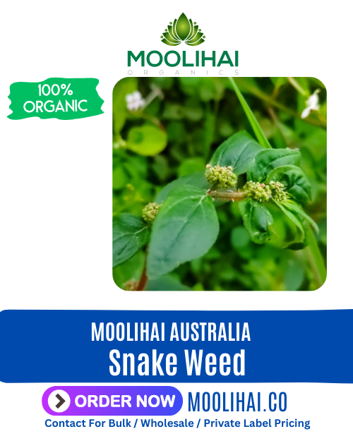 Snake Weed / Amman Pacharisi