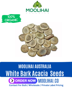 White Bark Acacia / Acacia leucophloea
