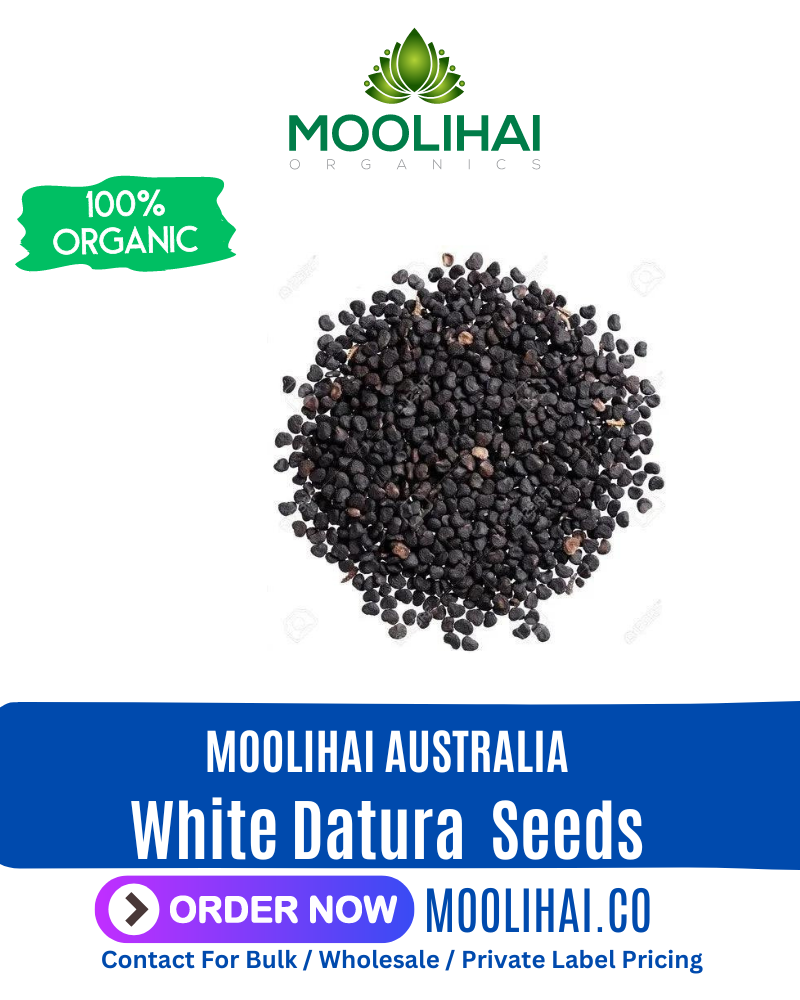White Datura / Thorn Apple Seeds/ Oomatha Vidhai