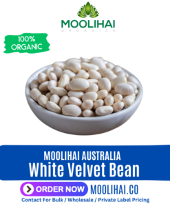 White Velvet Bean / Kavach Bee White / Poonai kaali vithu