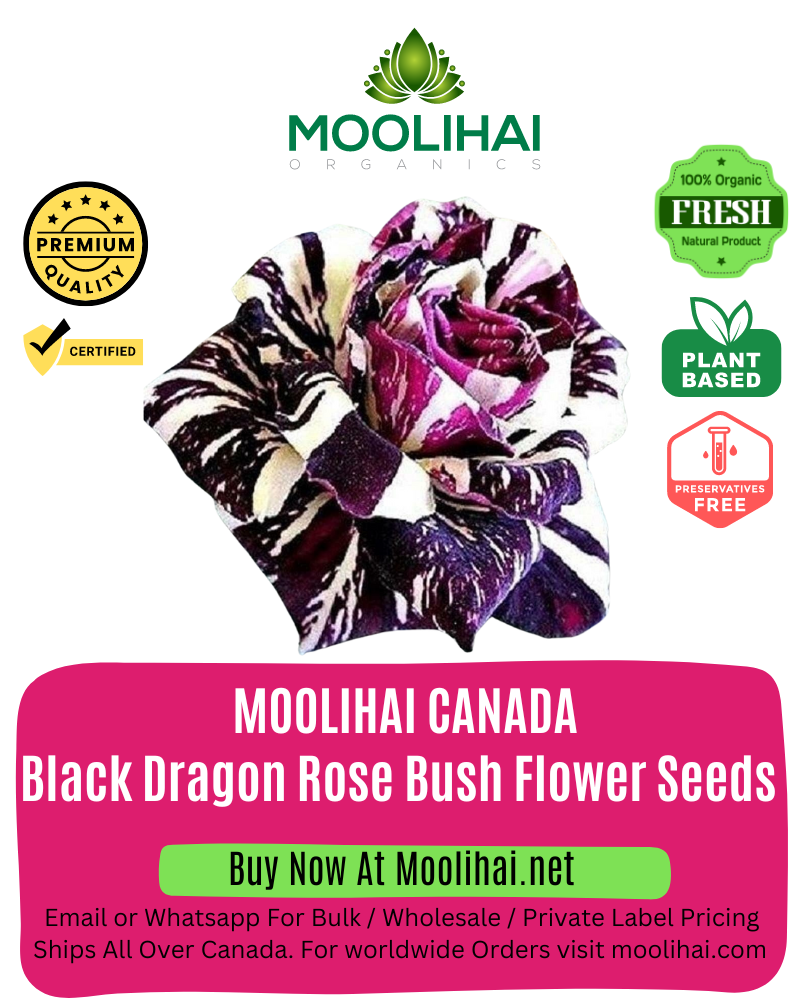 Black Dragon Rose Bush Flower Seeds