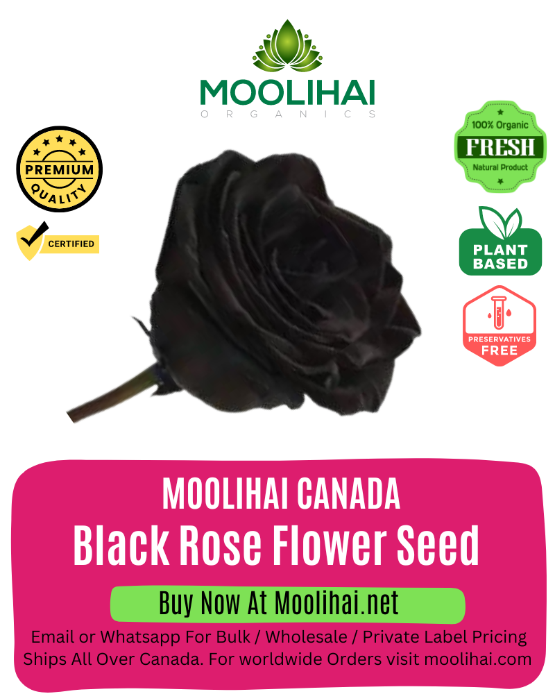 Black Rose Flower Seed
