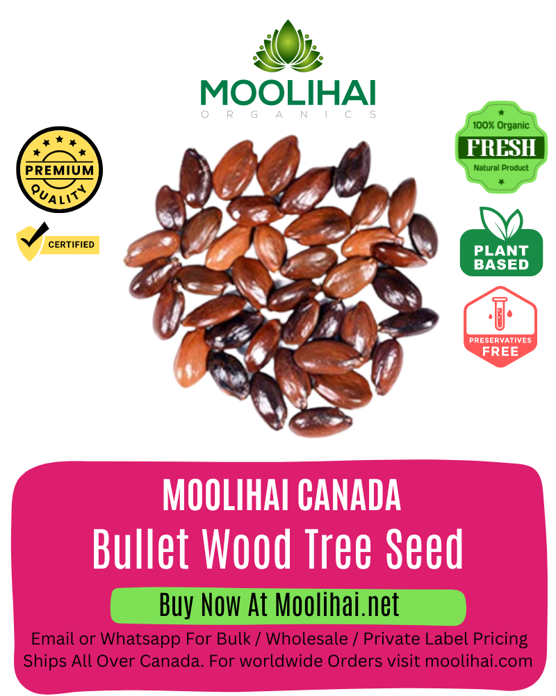 Bullet Wood Tree Seeds (Mimusops Elengi)