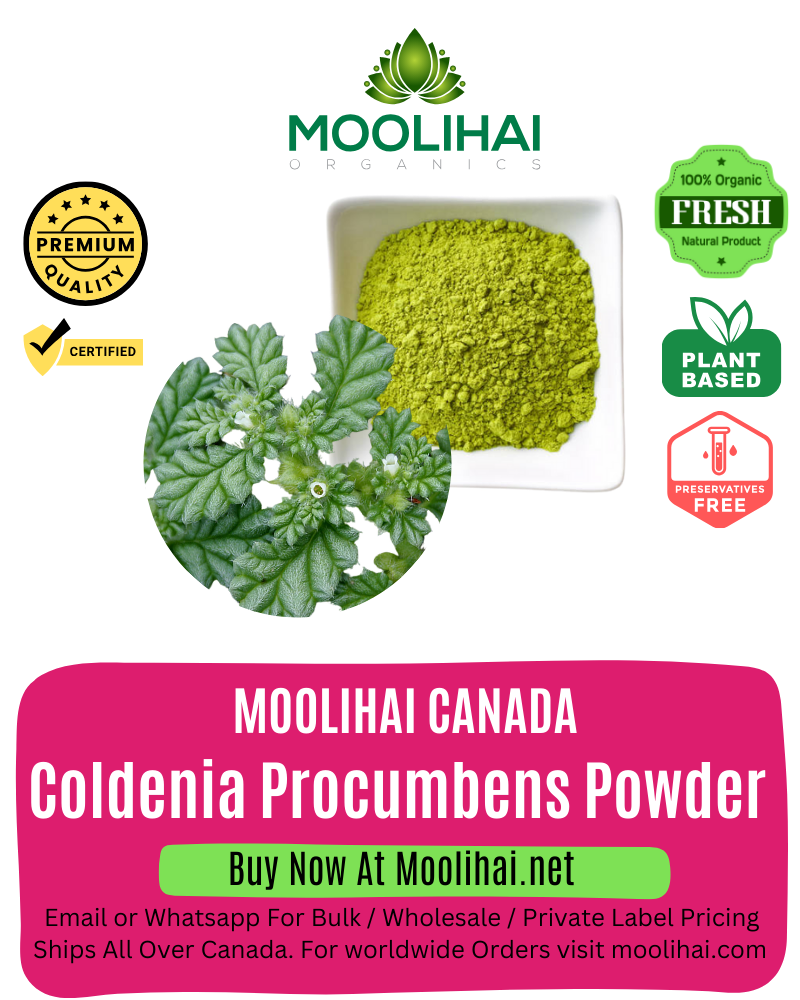 Coldenia Procumbens Powder / Siru Seruppadai Podi - 100 gm