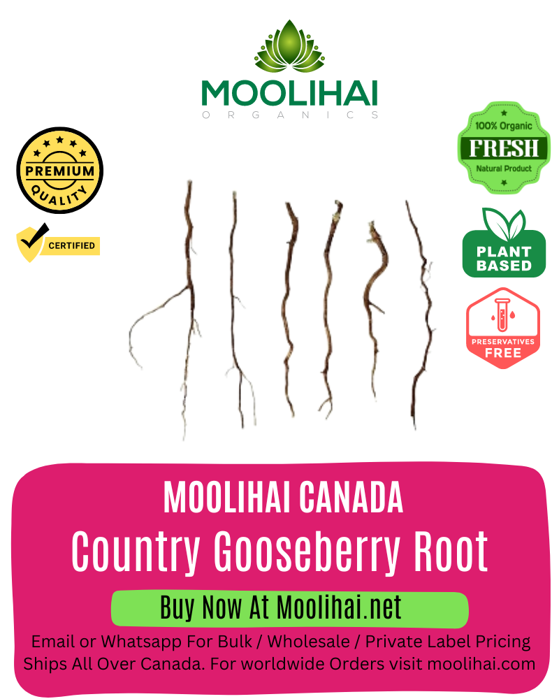 Country Gooseberry Root / Keezhanelli Ver
