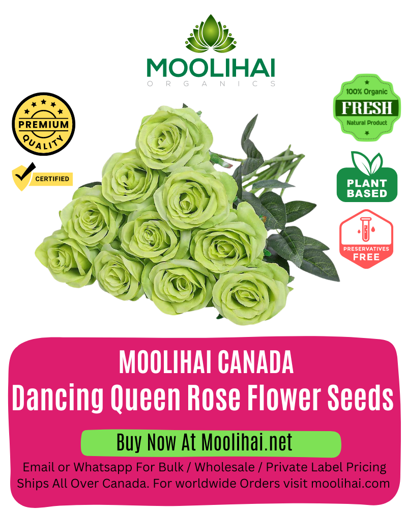 Dancing Queen Rose Flower Seeds