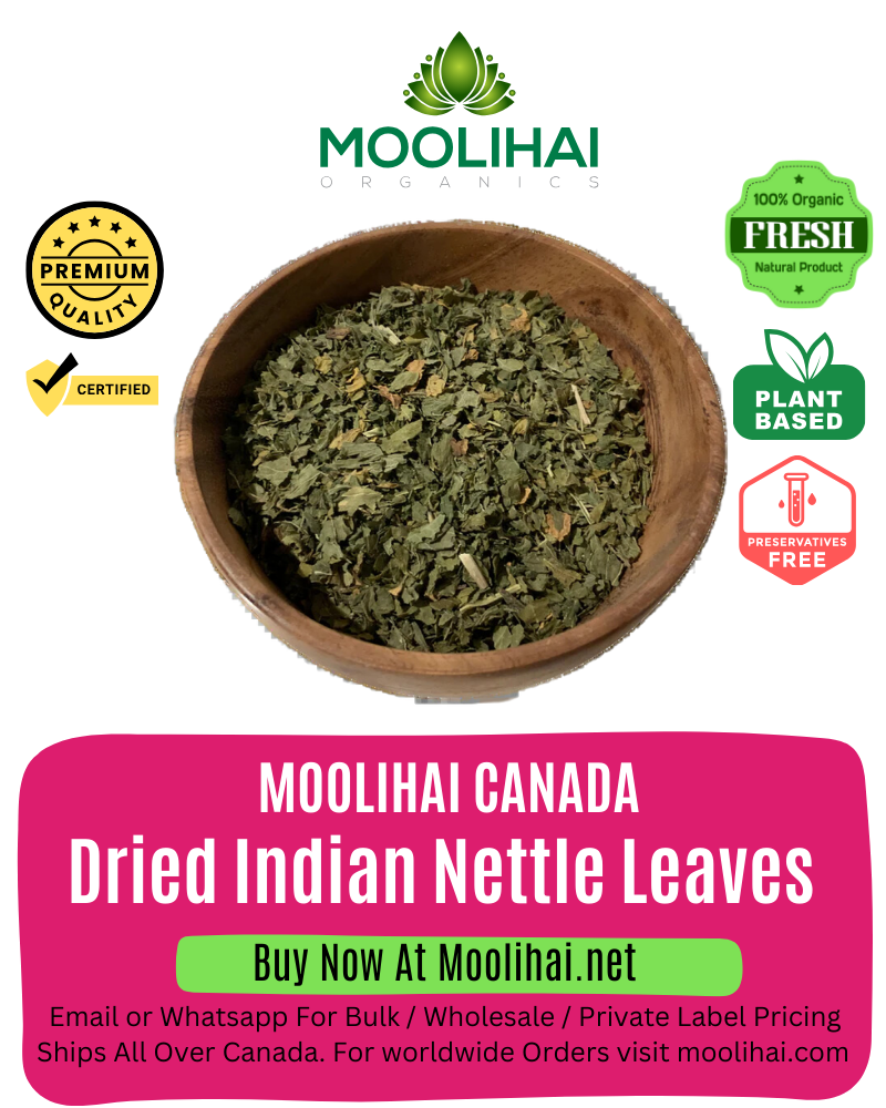 Dried Indian Nettle Leaves / Kuppaimeni ilai