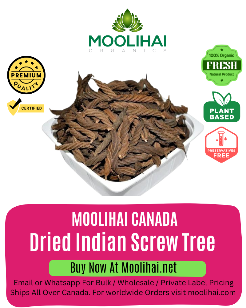 Dried Indian Screw Tree / Valampuri Kaai