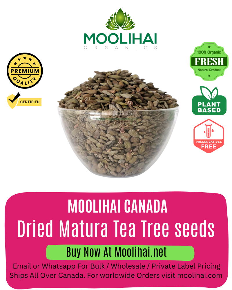 Dried Matura Tea Tree seeds / Aavarai Vithai
