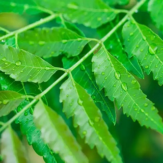 Organic & Pure Dried Neem Leaves / Veppa Ilai / Azadirachta indica - 100 gm - Image 3
