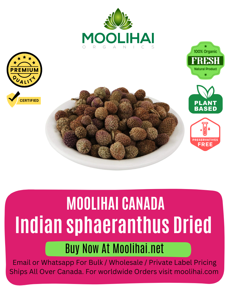 Indian sphaeranthus Dried / Kottai karantai