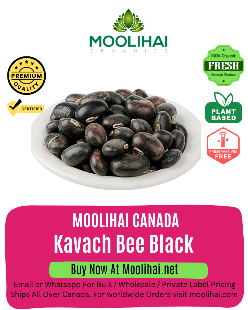 Black Velvet Bean / Kavach Bee/ kala Kavach Beej / Kapikachchhu / Konch / Naikuruna / Baikhujnee / Cowhage / Kala Koch ke Beej / Alkushi