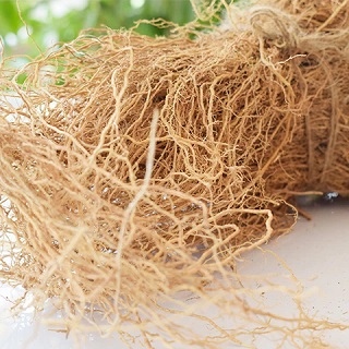 Khus Root Powder/ Vettiver Root Powder / Vettiver Powder / Indianjadibooti / Khus Jad Powder / Vetiveria Zizanioides Powder / Khuskhus - 100 gm - Image 2