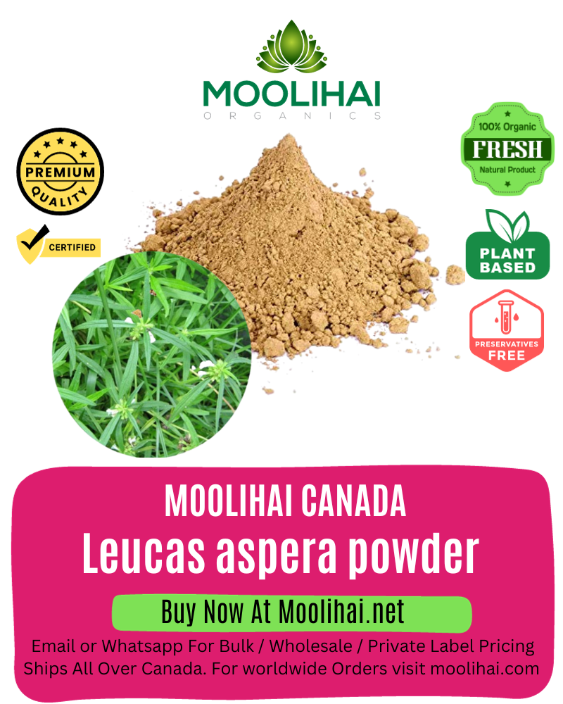 Leucas aspera powder/ Tumbai leaf powder
