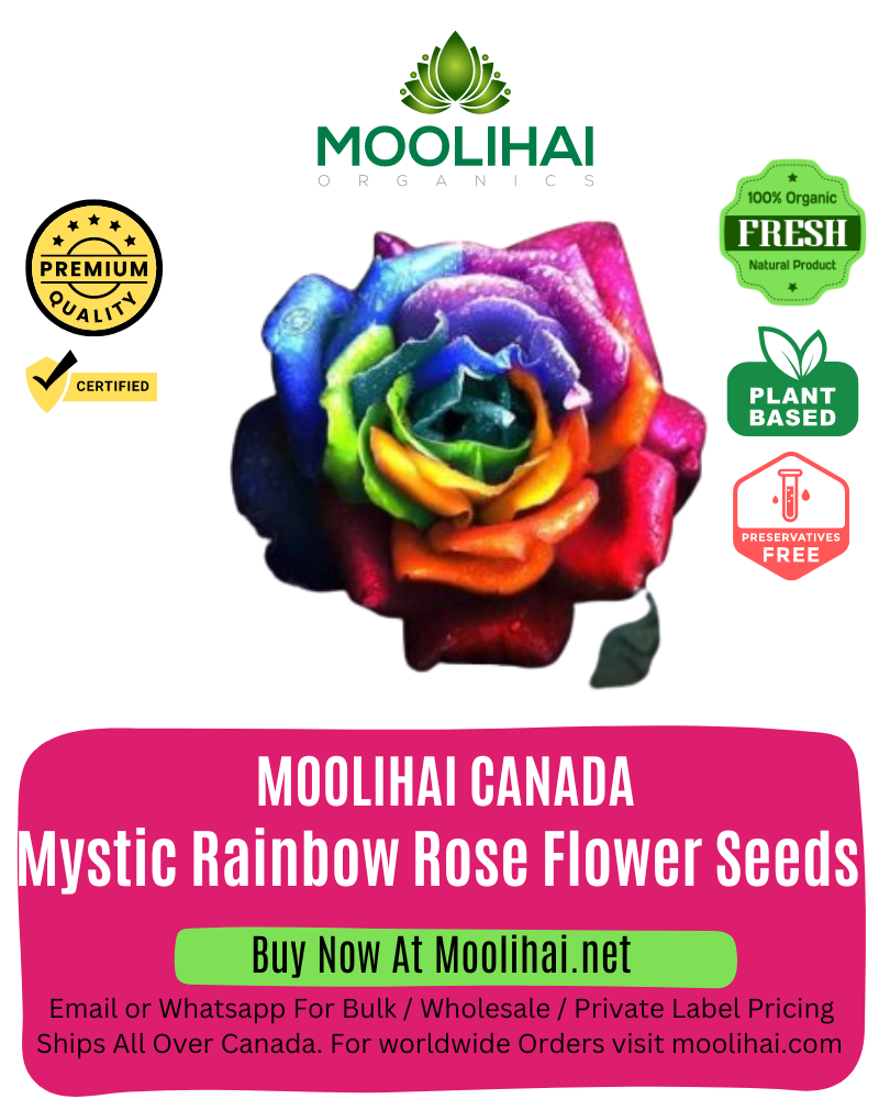 Mystic Rainbow Rose Flower Seeds
