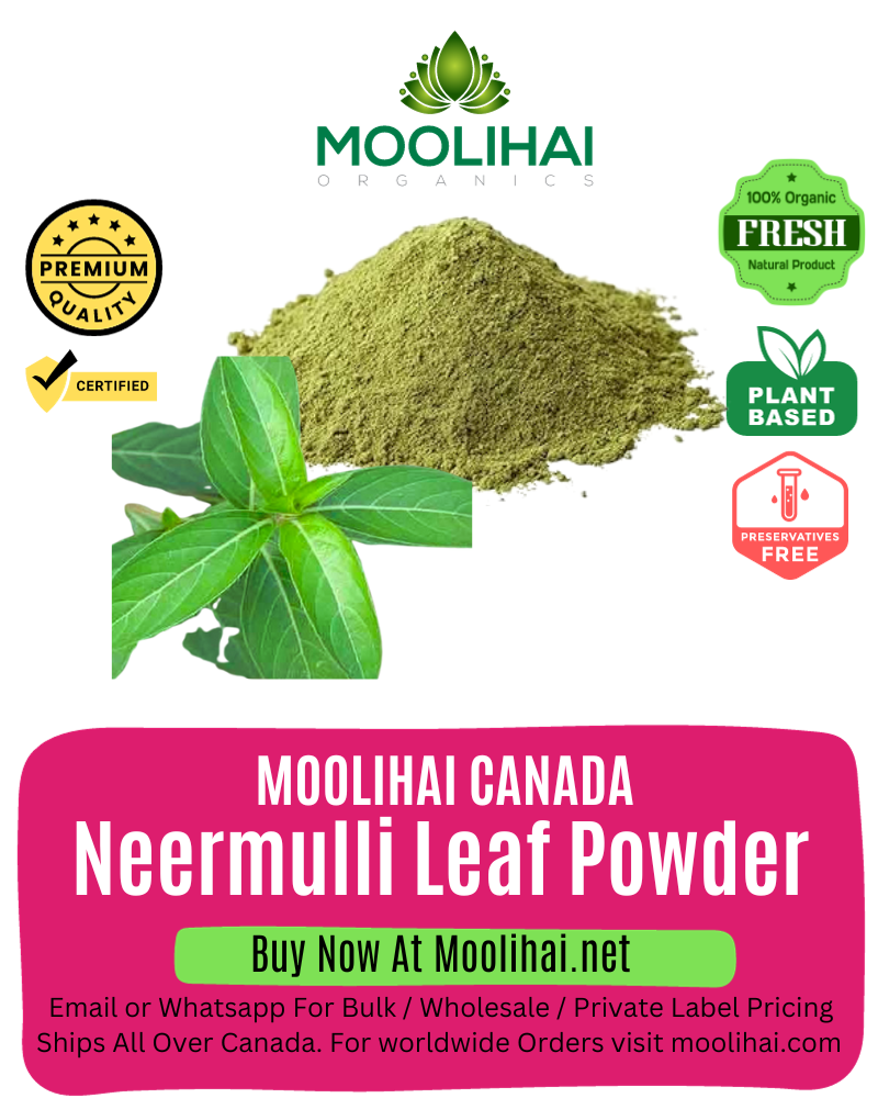 Neermulli Leaf Powder / Long Leaved Barleria Powder / Marsh Barbel Leaves