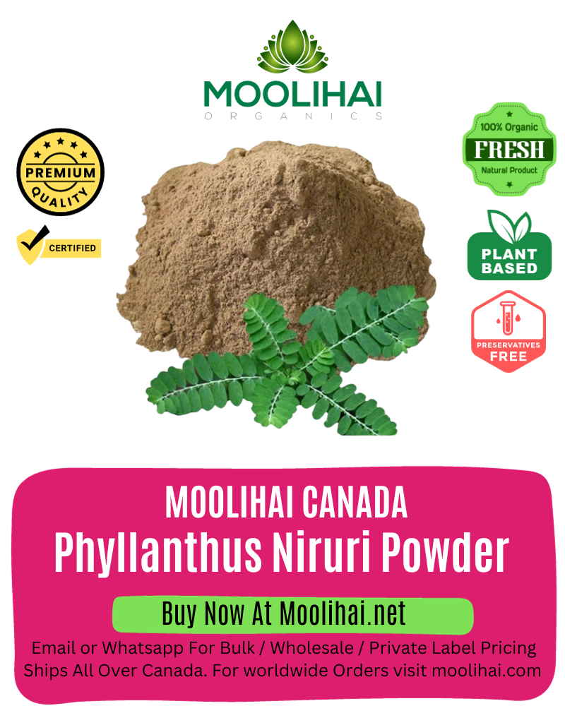Phyllanthus Niruri Powder