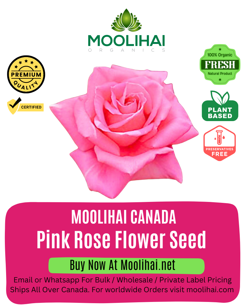 Pink Rose Flower Seed