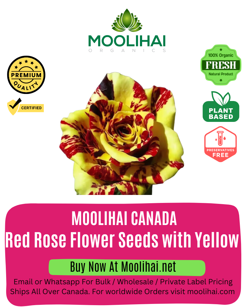 Red Rose Flower Seeds with Yellow