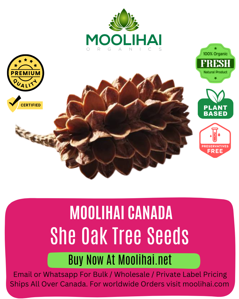 She Oak Tree Seeds (Casuarina Equsetifolia)