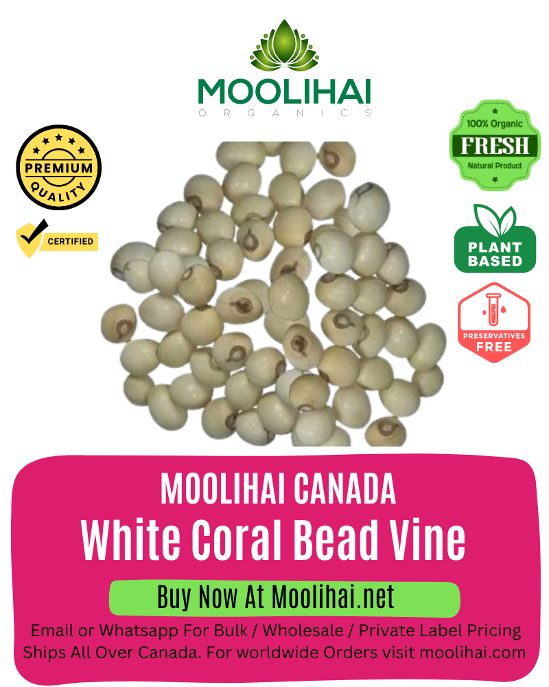 White Coral Bead Vine / Vellai Kundumani / Ratti Seeds / White ratti beads - 100 gm