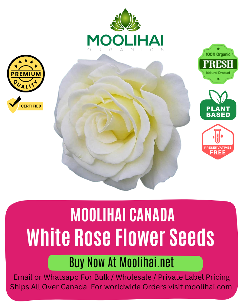 White Rose Flower Seeds