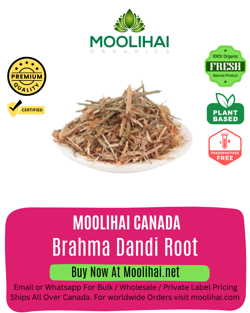 Brahma Dandi Root / Argemone mexicana