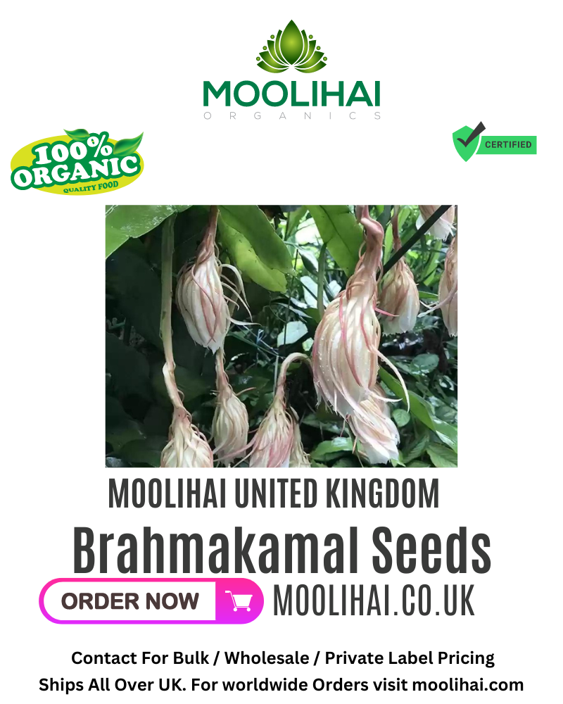 Saussurea Obvallata Seeds / Brahmakamal Seeds