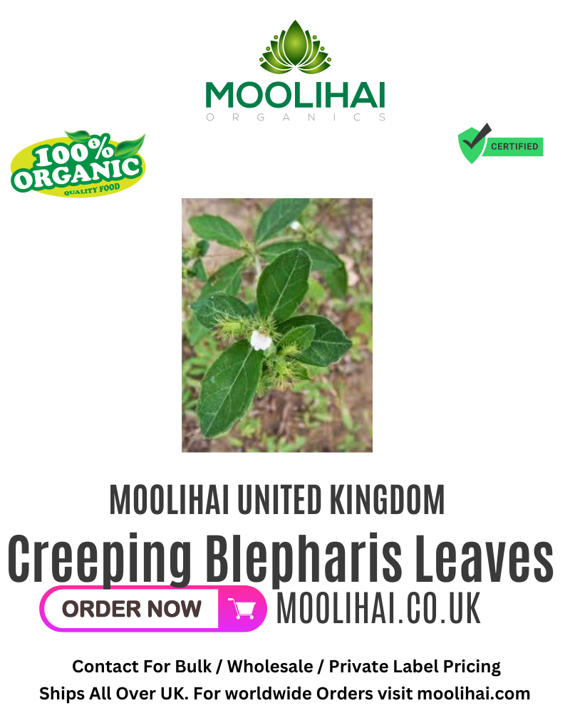 Yelumbu Otti Ilai / Creeping Blepharis Leaves