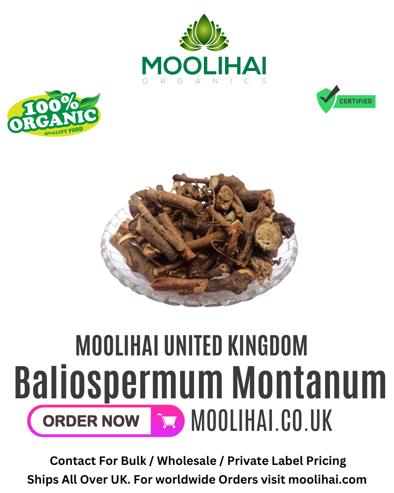 Dried Baliospermum Montanum / Dantimool / Red physic nut dried / Danti Katari Nagadanti / Neeradi Muththu - 100 gm
