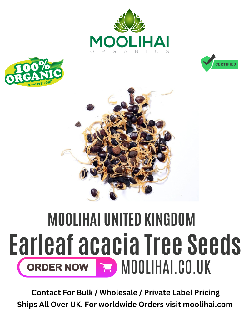 Earleaf acacia Tree Seeds / Kaththi Savukku