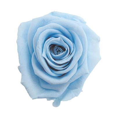 Light Blue Rose Flower Seeds