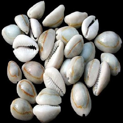 Seashells