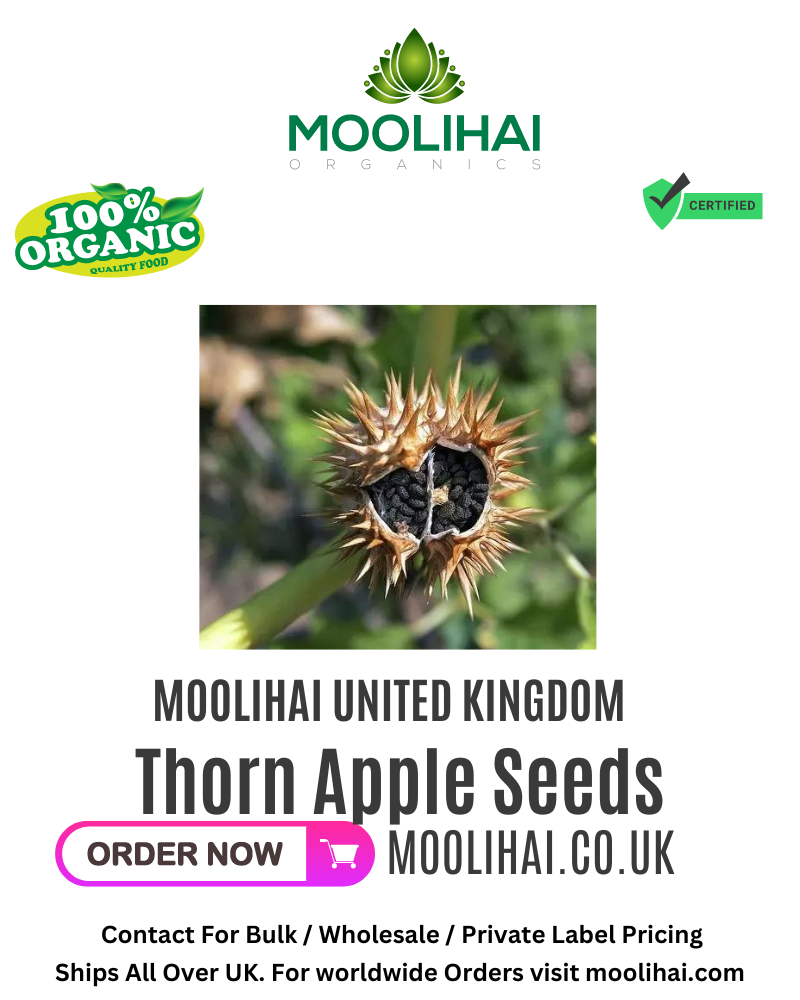 White Datura / Thorn Apple Seeds/ Oomatha Vidhai