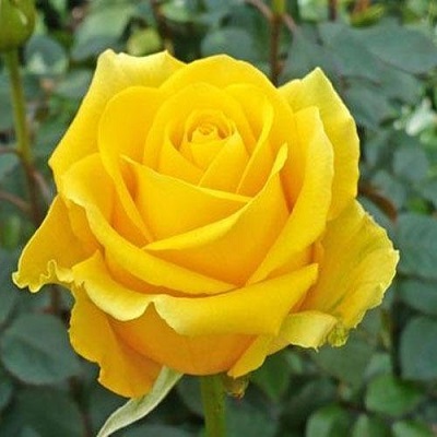 Yellow Rose Flower Seeds