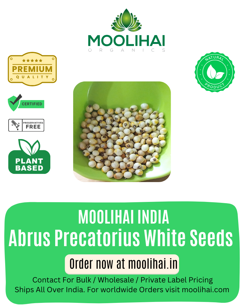 સફેદ ગુરુવિંદા બીજ / સફેદ કુંડુમણિ / એબ્રસ પ્રીકેટોરિયસ બીજ