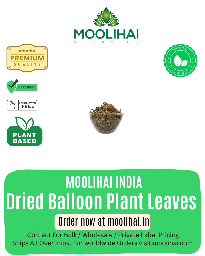 સૂકાઈ ગયેલા મૂડાકરુથણ પાન / બેલૂન છોડના પાન / સંધિ દુખાવા માટે ઉપકારક ઔષધીય વનસ્પતિ