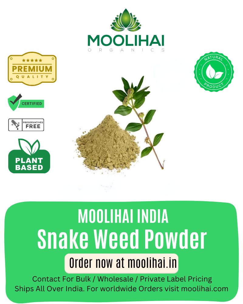 স্নেক উইড পাউডার / আম্মান পচরিসি পাউডার / আচ্ছেদিদা / দুগ্ধিকা - ১০০ গ্রাম
