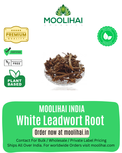 Chithira Moola Ver / White Leadwort Root / Kodi veli / Chitrak ...